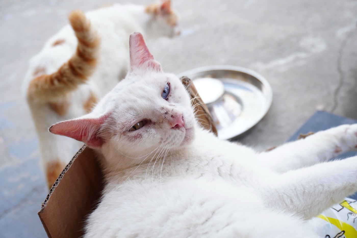 猫咪写真